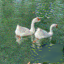 Geese Inpainted